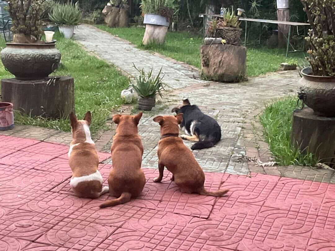 Friendly dogs in the villa garden