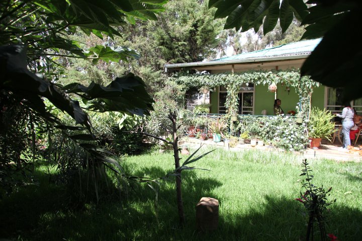 Lush garden oasis with tropical plants