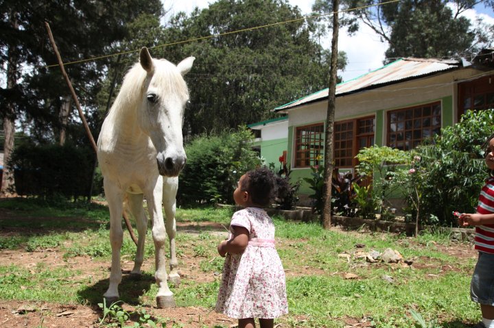 White pony in the villa garden